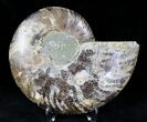 Cut Ammonite Fossil (Half) - Agatized #21168-1